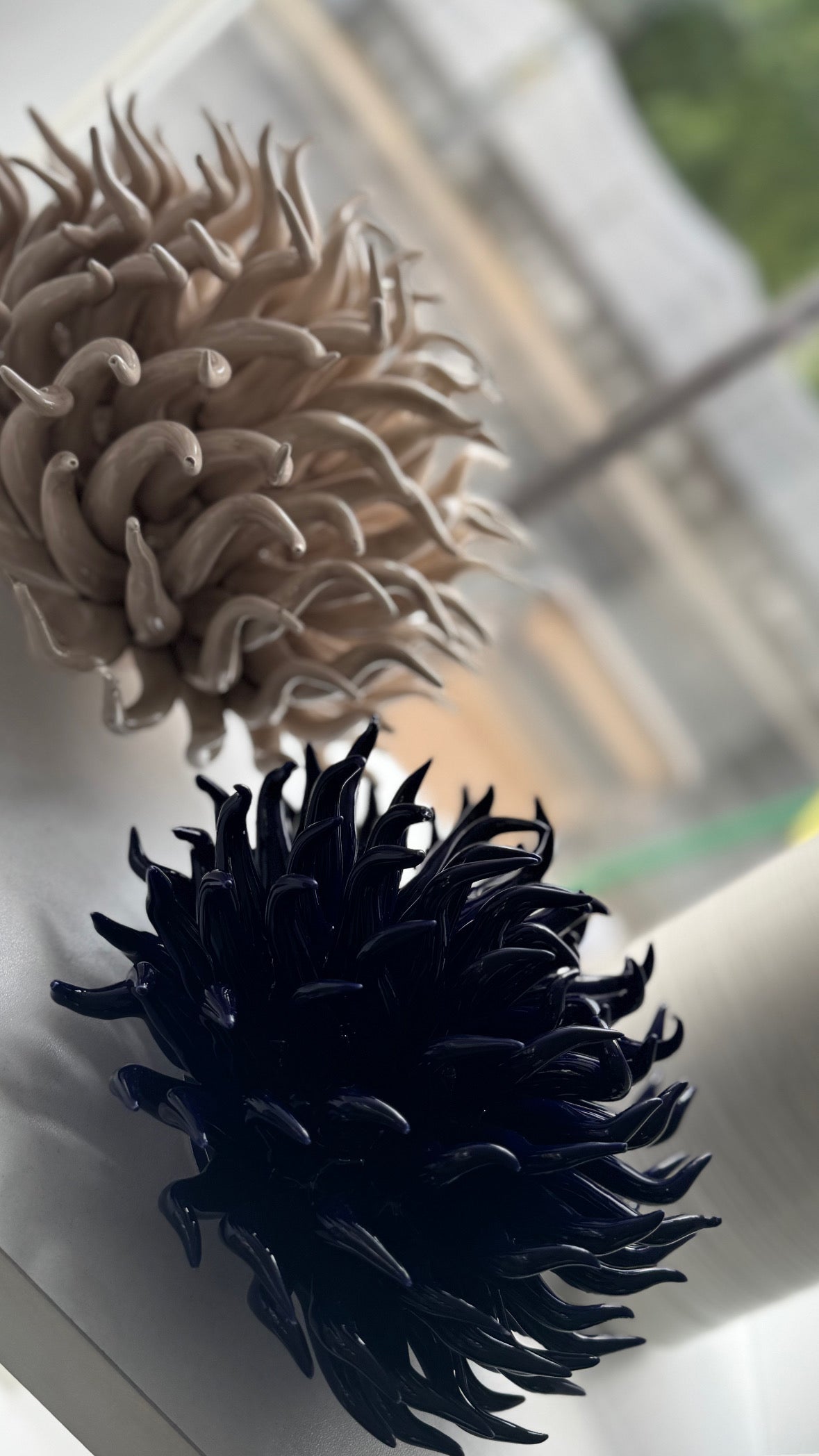 Anemone luxury